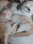 Котята Шымкент бесплатно