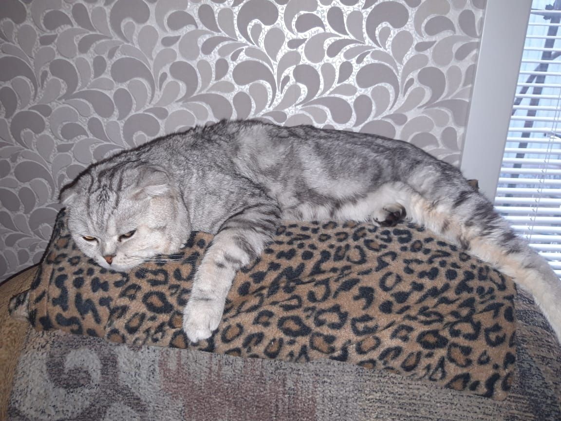 Скоттиш фолд для вязки