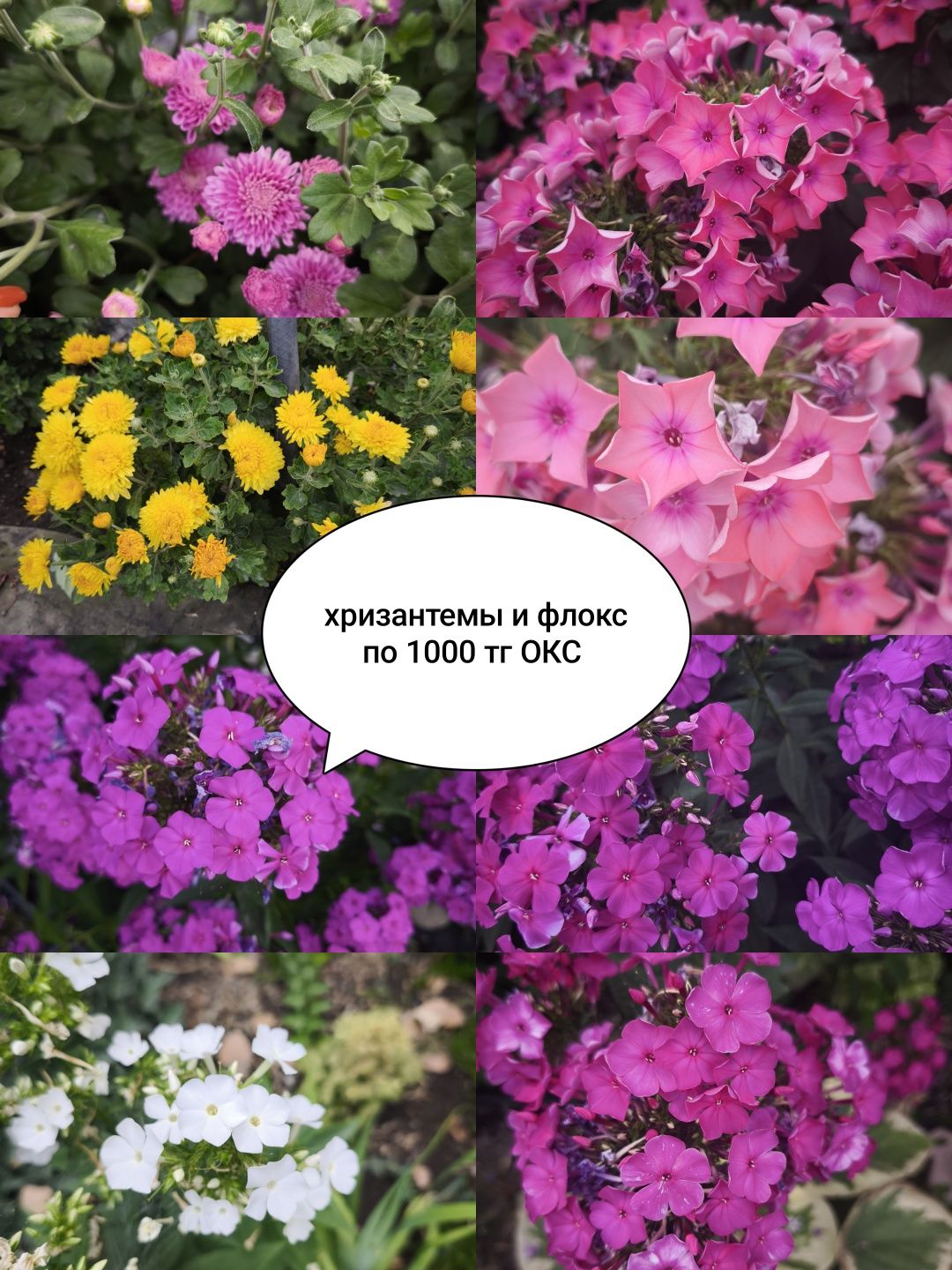 Цветы, кустарники и хвойные
