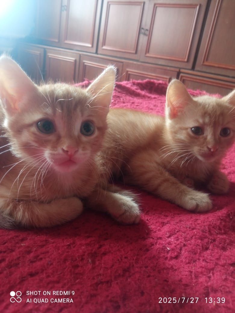 Котята мальчик и девочка