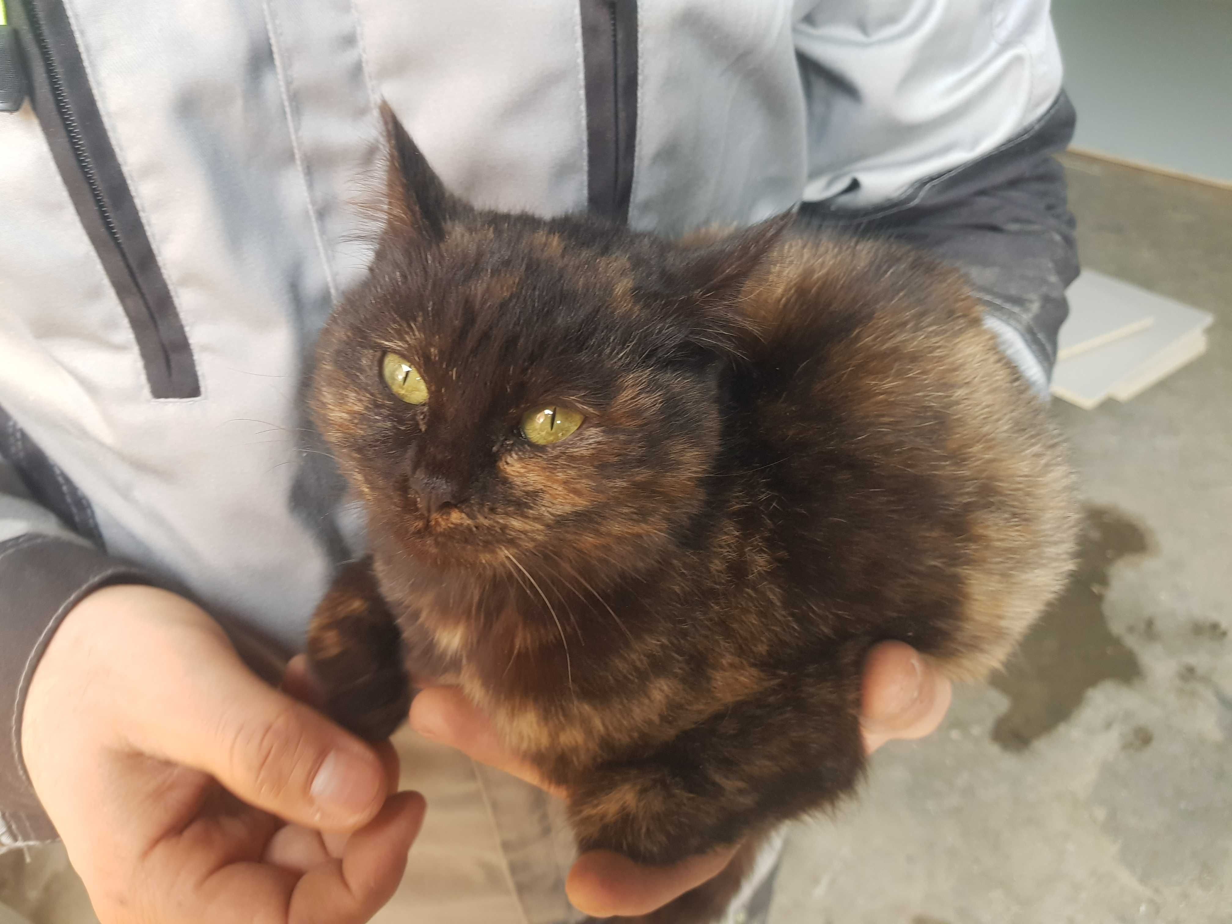 Отдам котенка подростка в хорошие руки