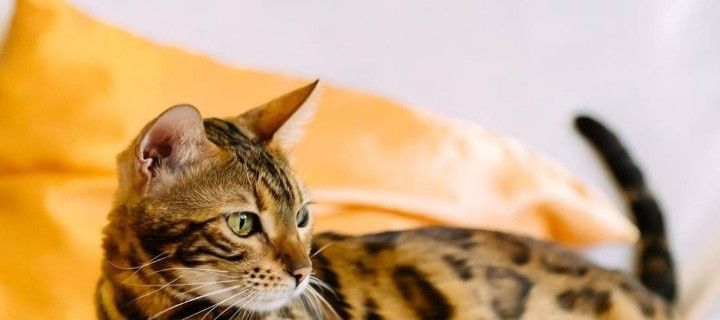 Кот Бенгал на вязку с родословной 15000тг