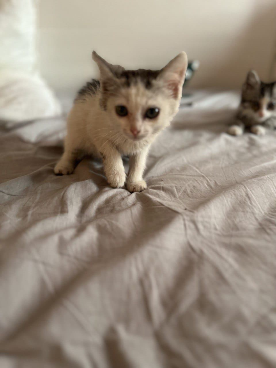 Отдам котят в добрые руки