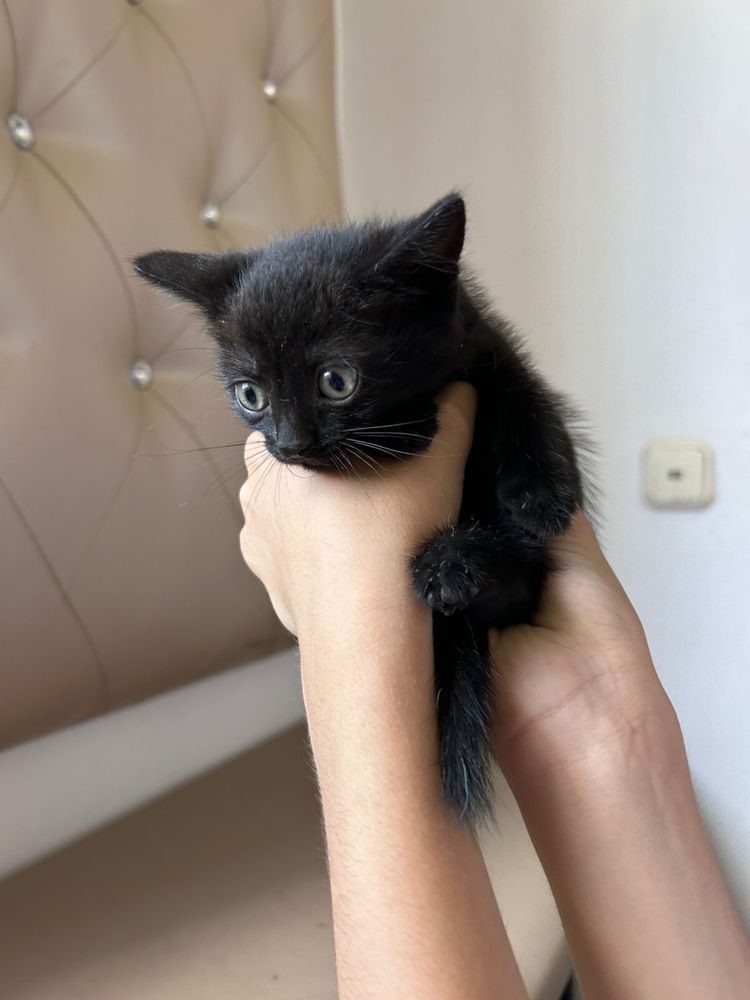 Отдам котят даром