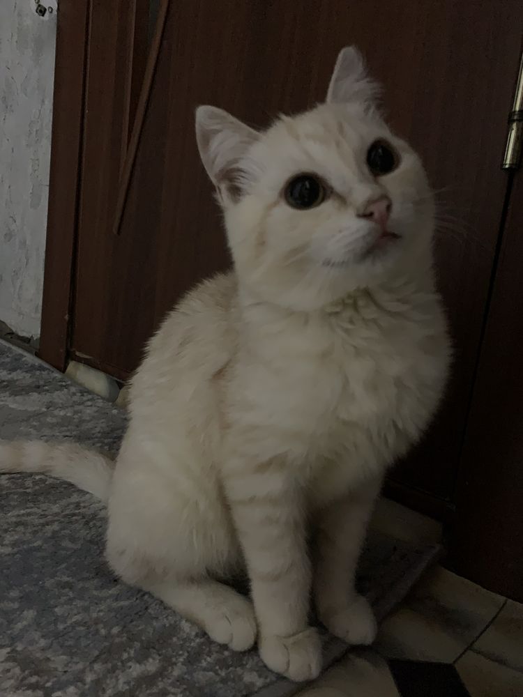 Кот муся мальчик