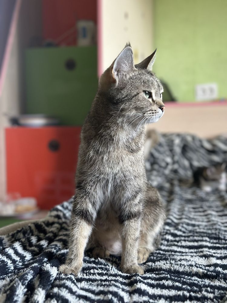 Отдам котят только в ответственные руки