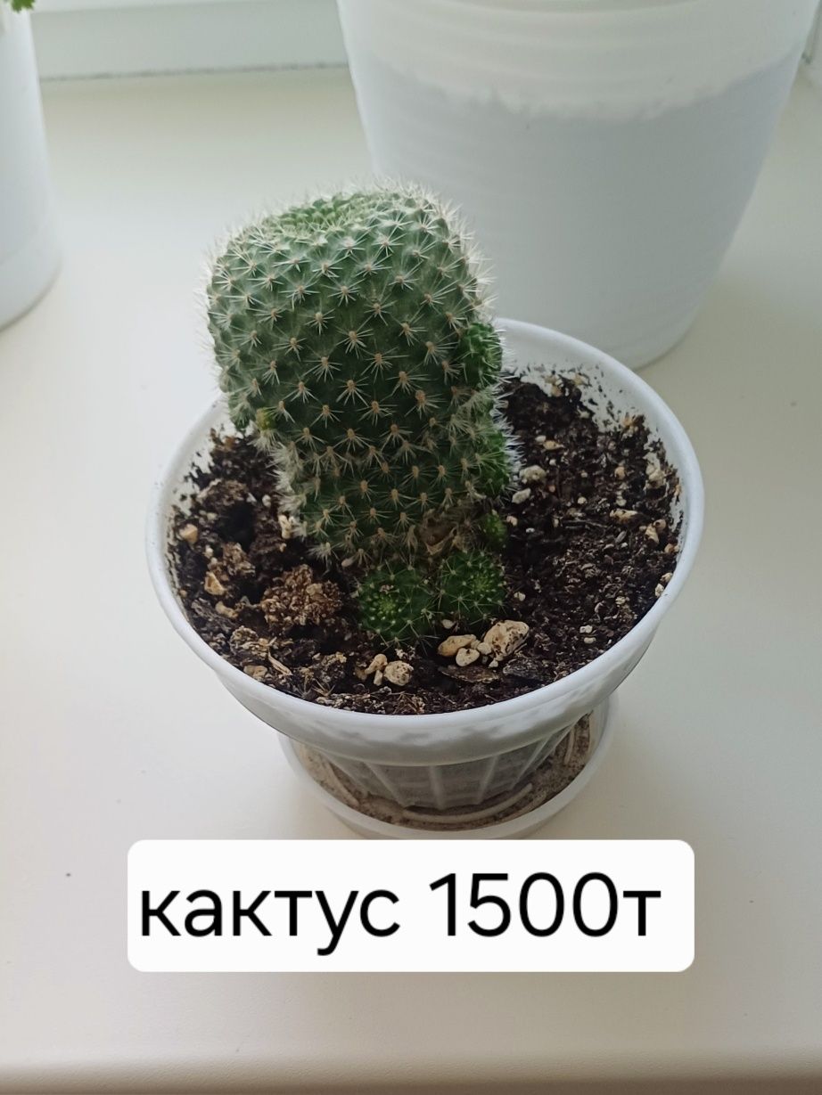Хамедория и кактус