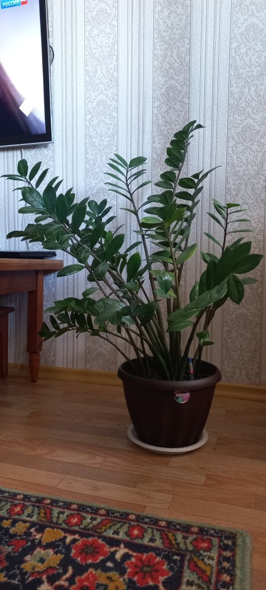 Продам долларовое дерево