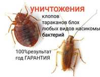 Дезинфекция от 6000 Шымкент Оказываем услуги по уничтожению ТАРАКА