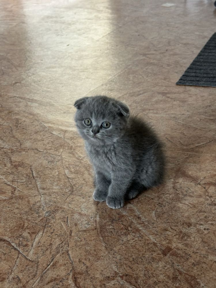 шотланские вислоухие котята