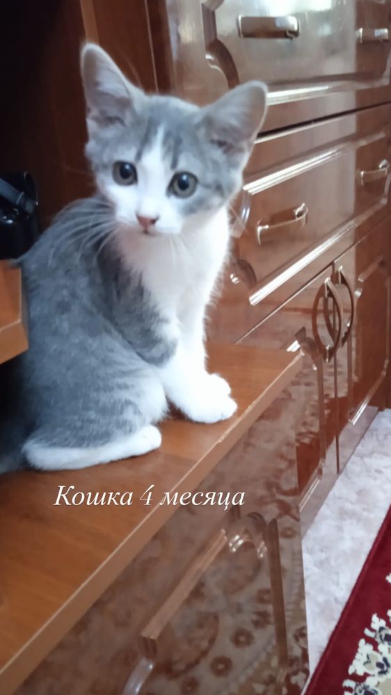 Кошки, коты, котята в добрые руки