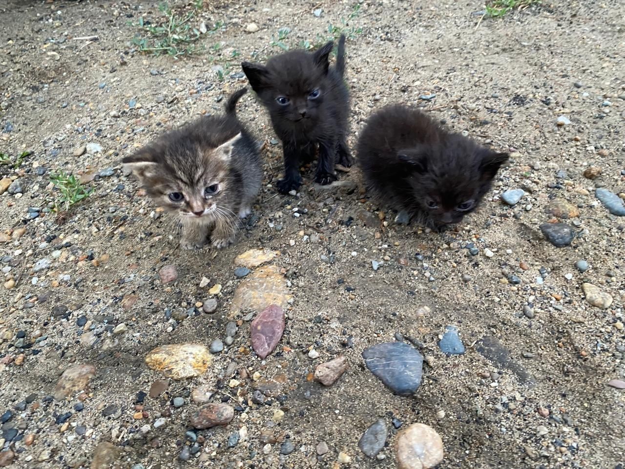 Милые котята. Кошка