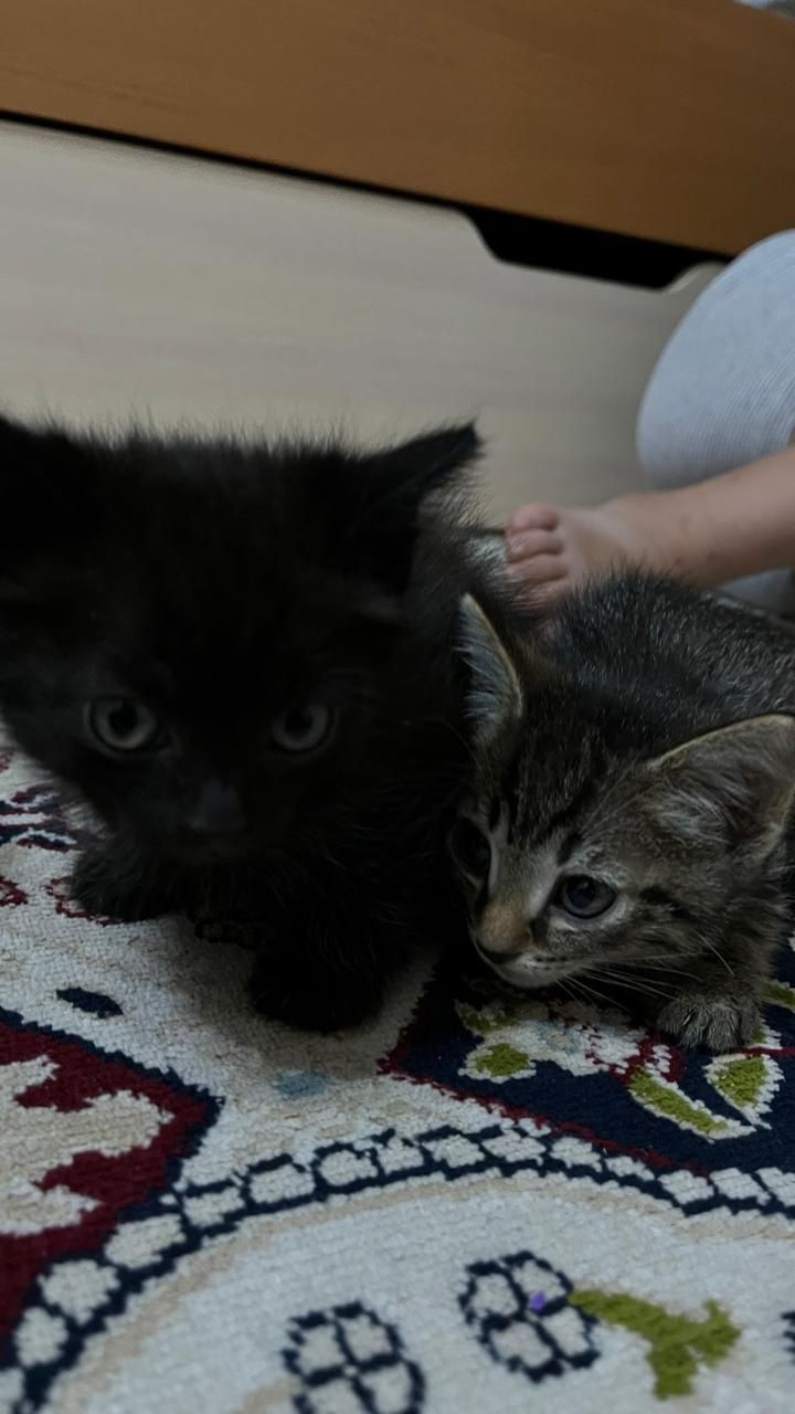 Отдам котят в добрые руки