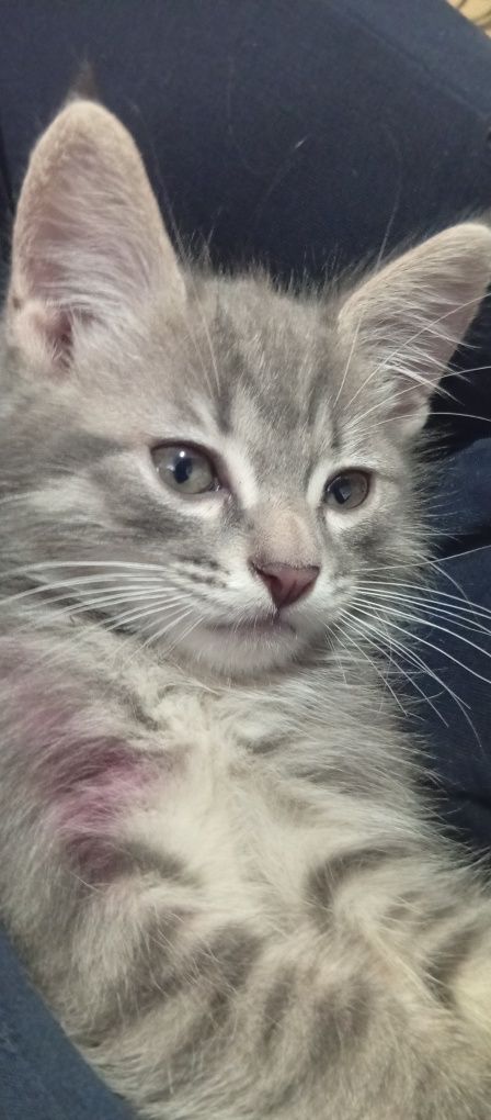 Котенок, ходит в лоток