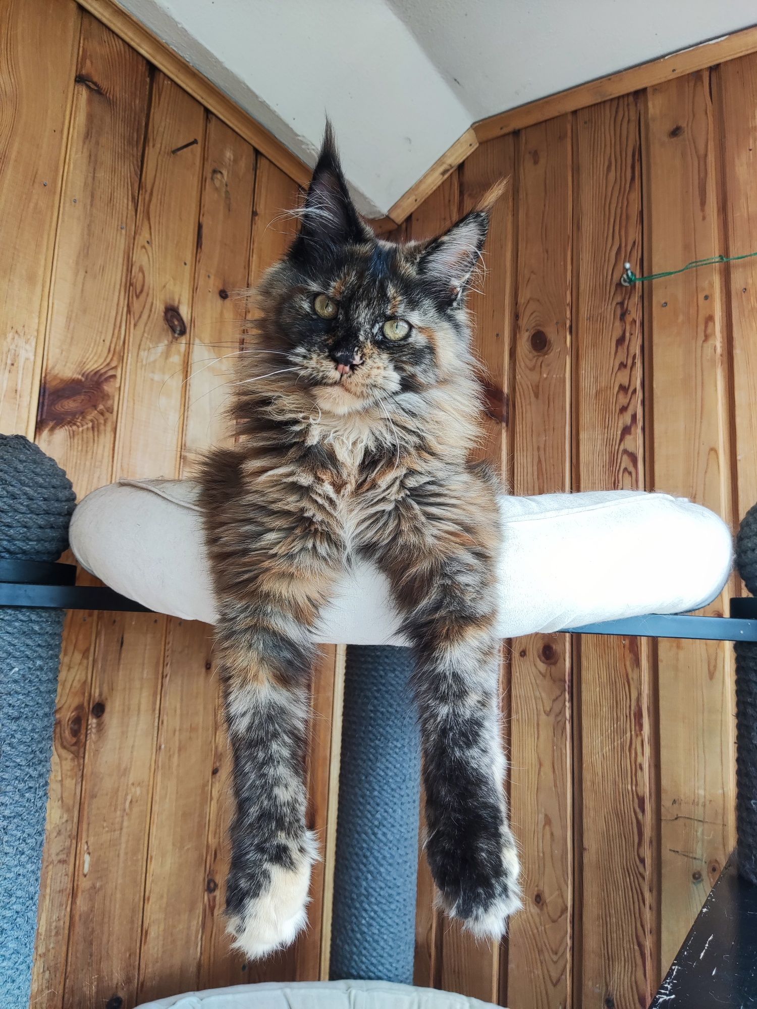 Котёнок Мейн кун