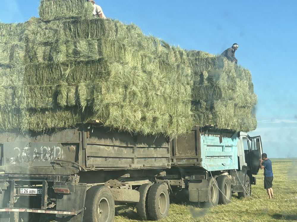 Продам сено. Шөп сатамын.