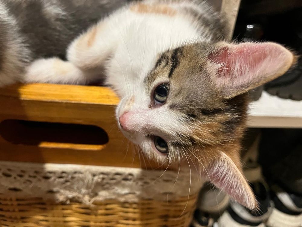 Котята бесплатно