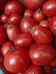 Продам помидоры засолочные