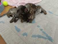 Отдам котят в добрые руки
