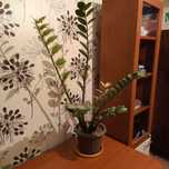 Комнатные растения, цветы