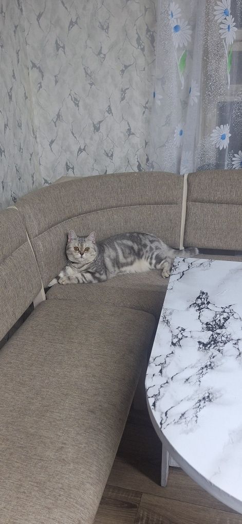 Шотландец  ищет невесту
