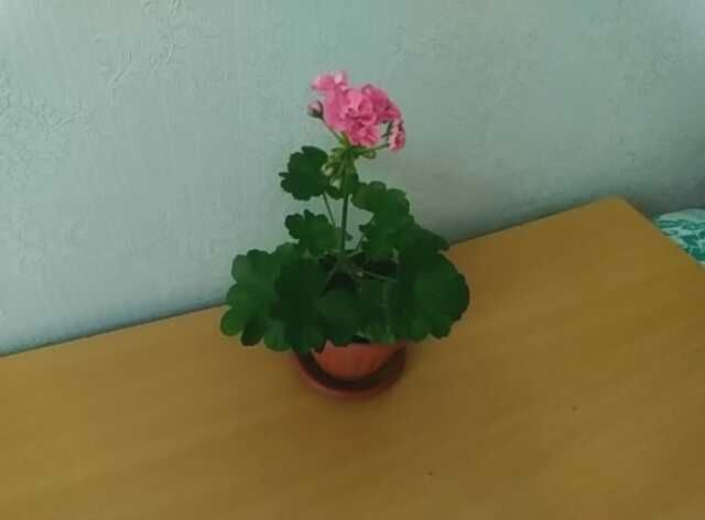 Продам   цветок   герань