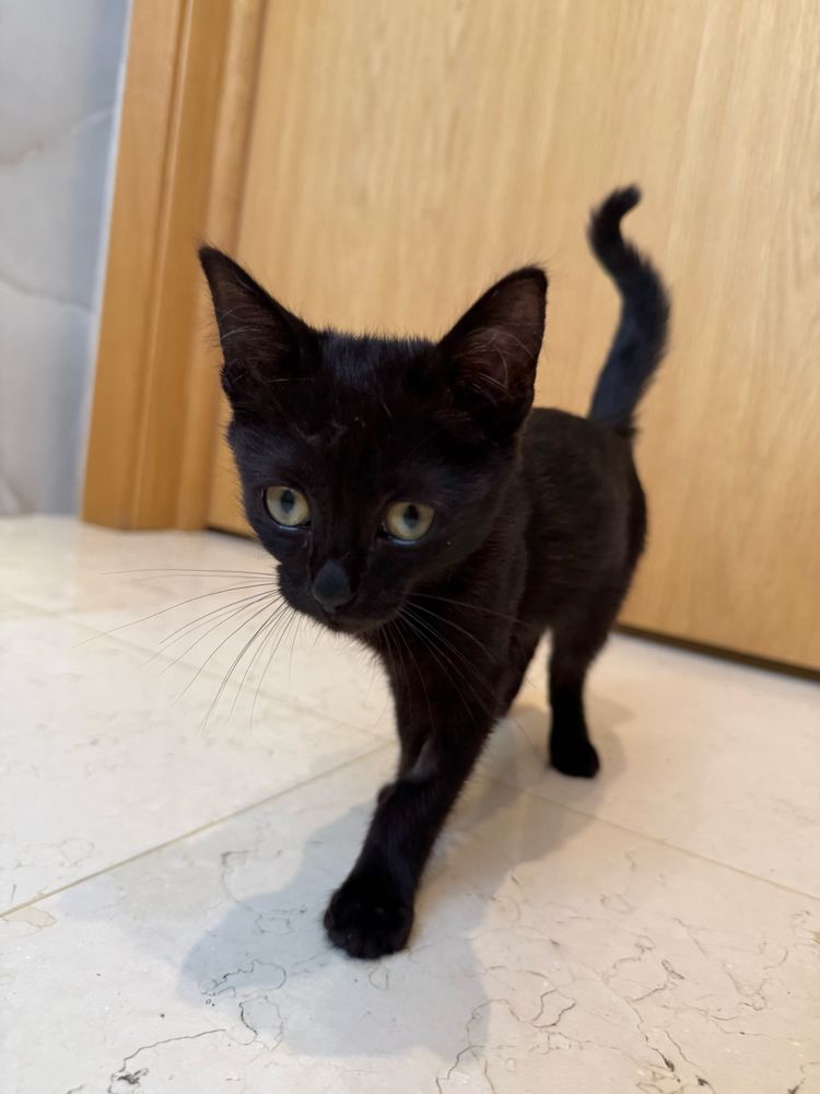 Котенок девочка,  2 месяца