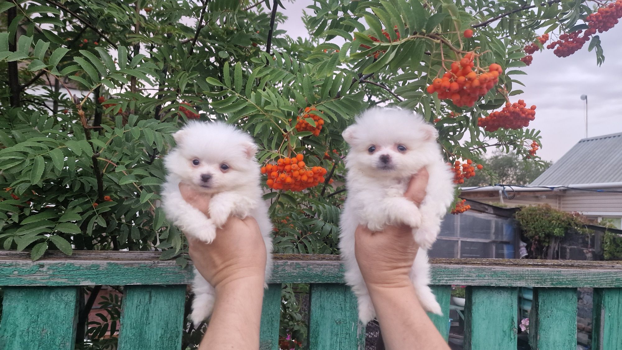 Продам белых щенков шпица