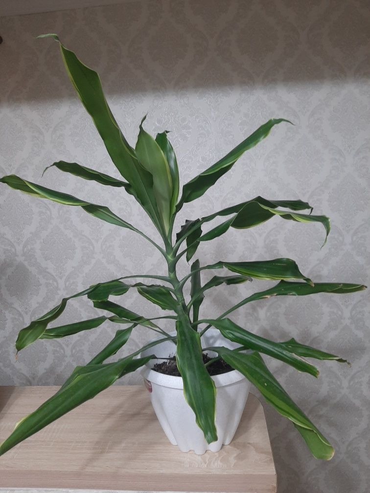 Продаются комнатные цветы
