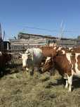 Продам молочных племенных симментальских Коров