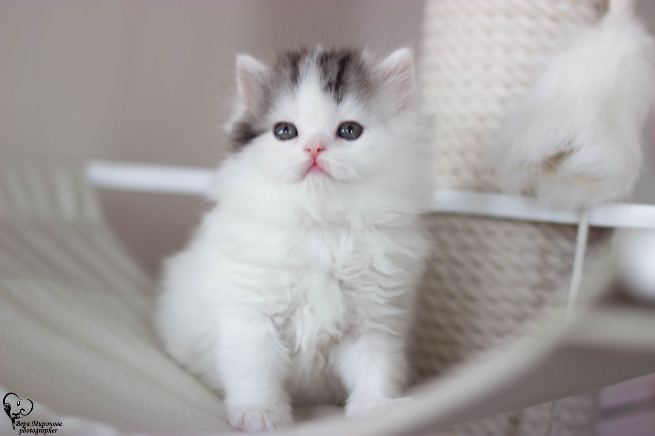 Шотландские котята Фолд страйт Шиншилла