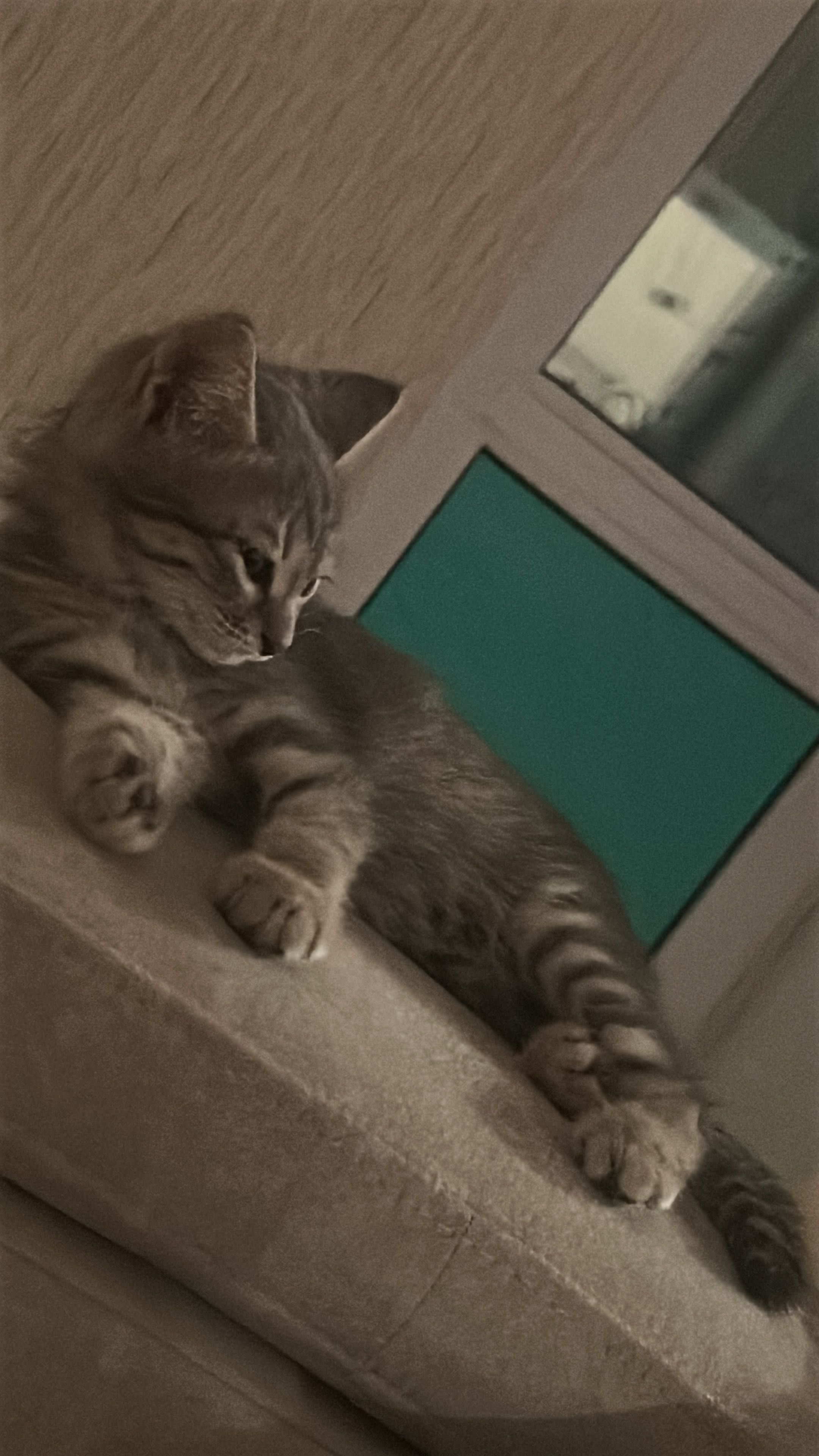 Котята. Девочки. Возраст 2.5 месяца