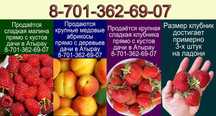 Продаётся свежая малина клубника абрикосы с дачи в Атырау