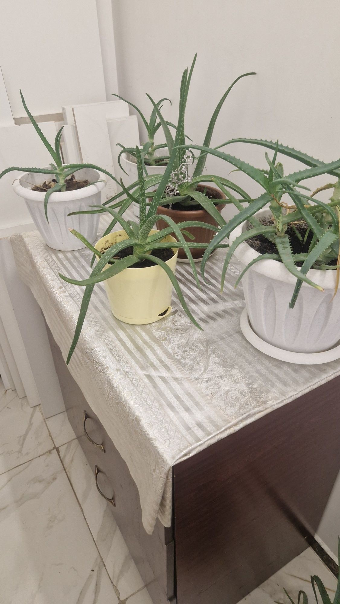 Продам комнатные растение