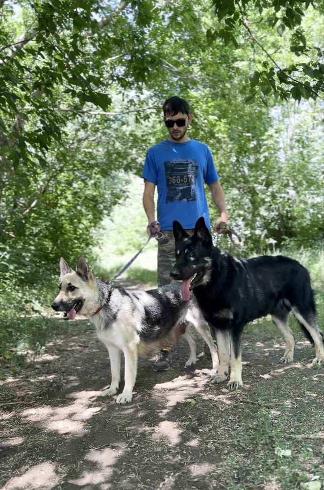 Щенки ВЕО с документами скк из питомника