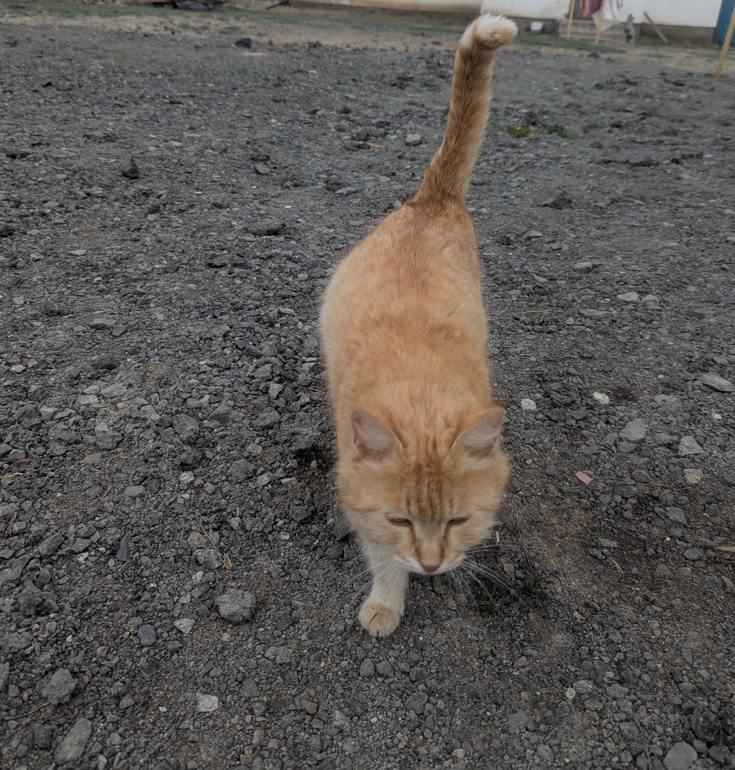 Кошка, рыжая, отдам в хорошие руки