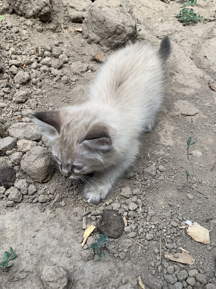 отдам самых красивых котят