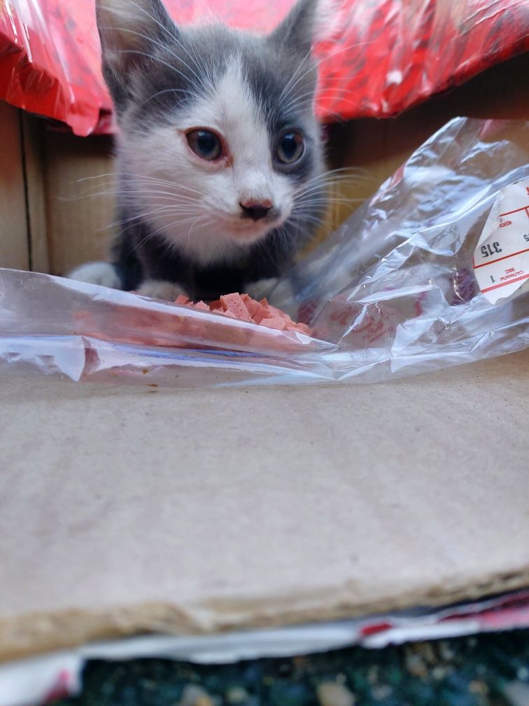 Ищу дом для котёнка