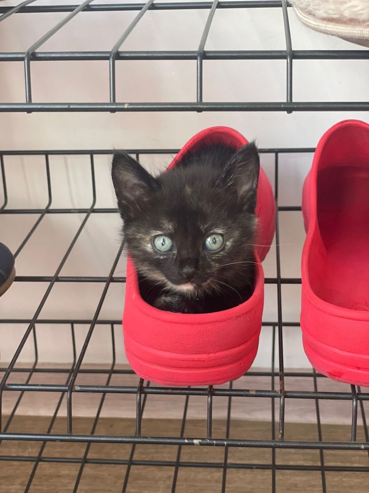 котята ищут дом!
