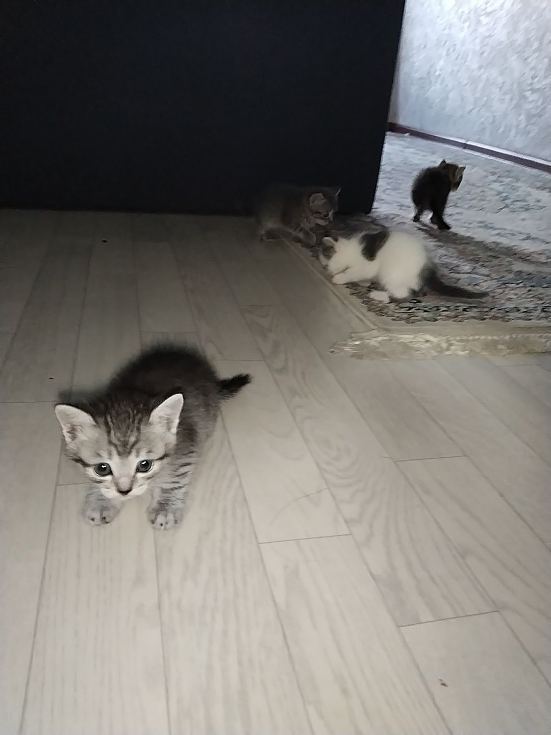 Үйдің таза мысықтың баласы бар өздері құмға отырып үйреніп жүр