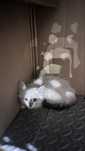 Двухмесячный редкий котёнок колор-пойнт с голубыми глазами