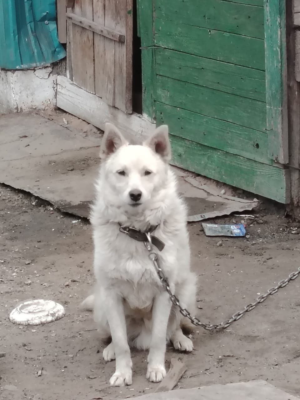 Отдам собаку добрая.