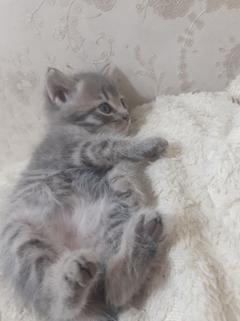 Шотландские котята.