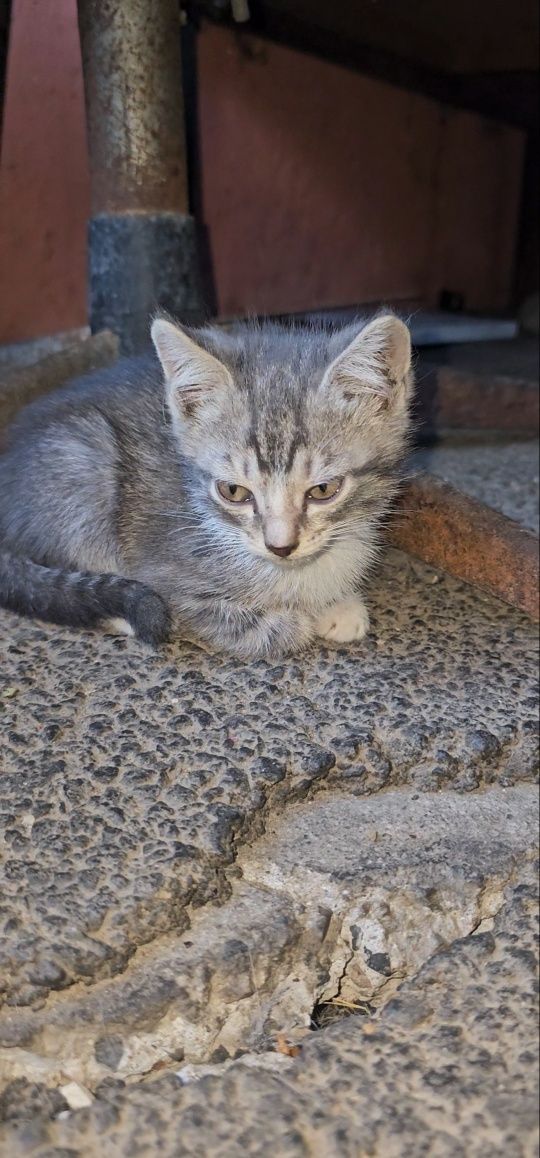 Отдам.     котят