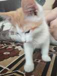 Отдаю котенка в добрые руки