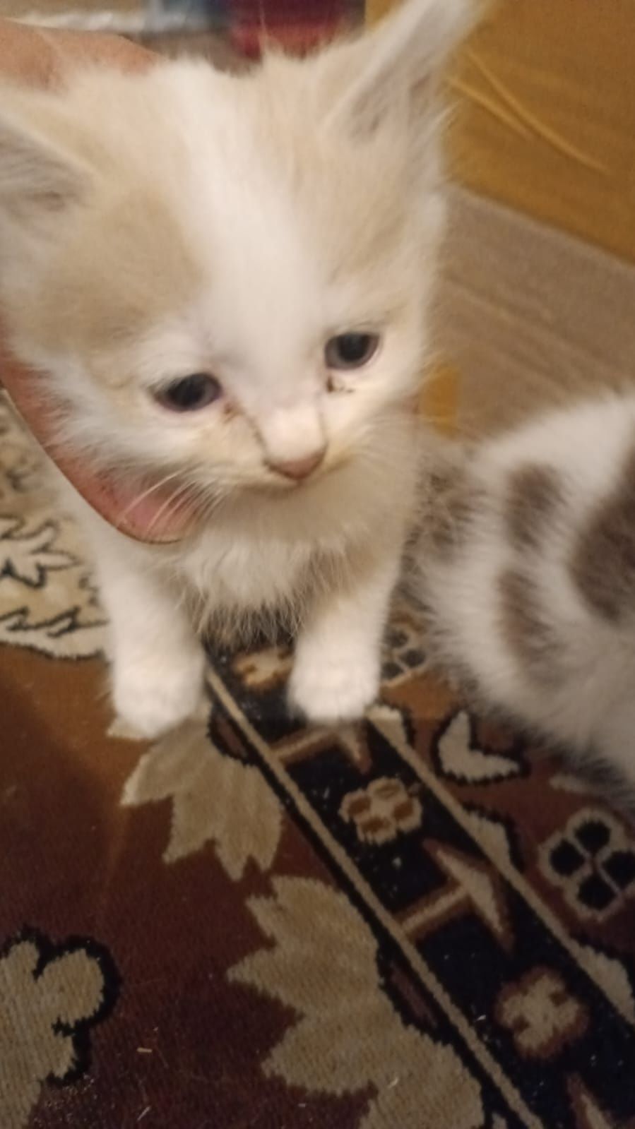 Котёнки отдам хорошие руки