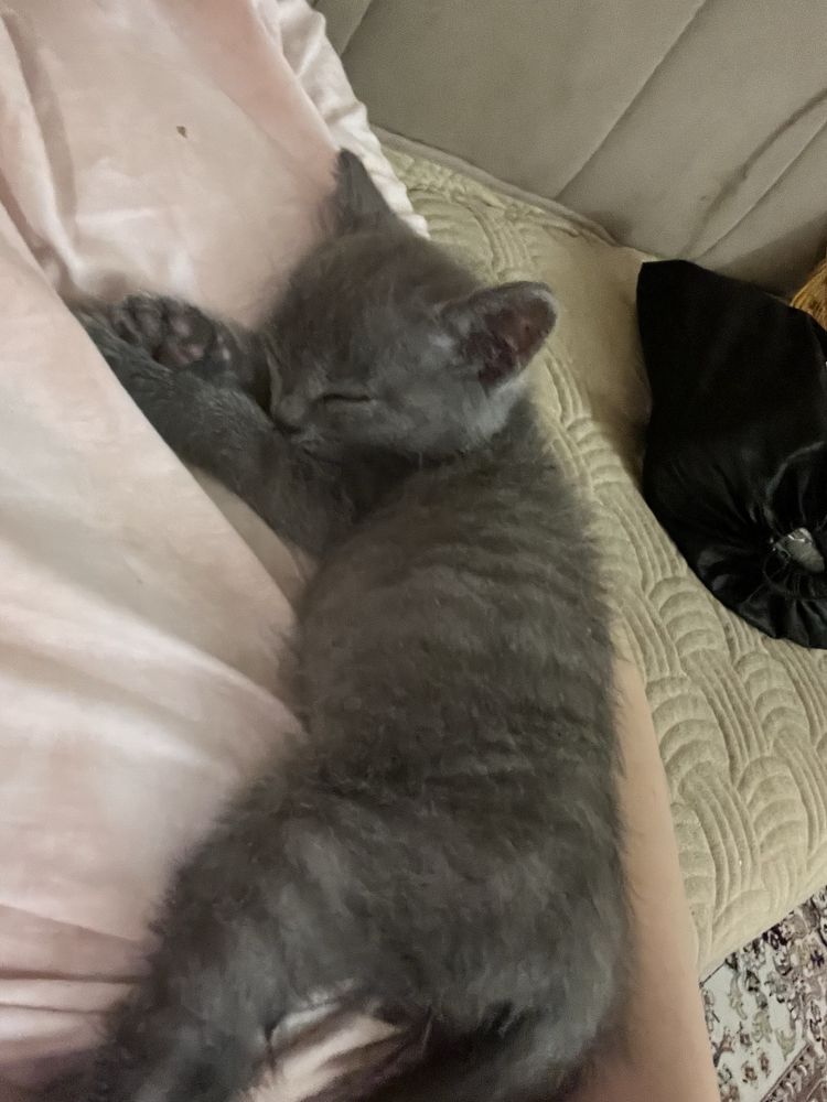 Котёнок серый 2 месяца