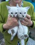 Отдам котят 3 месяца