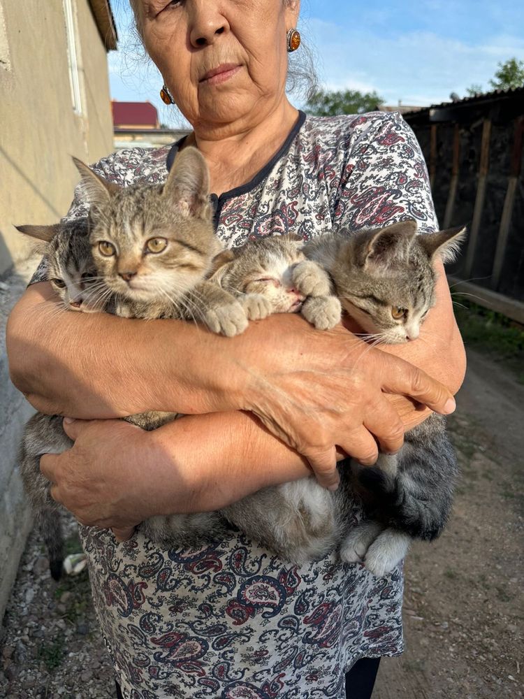 Отдадим бесплатно котят в хорошие руки.