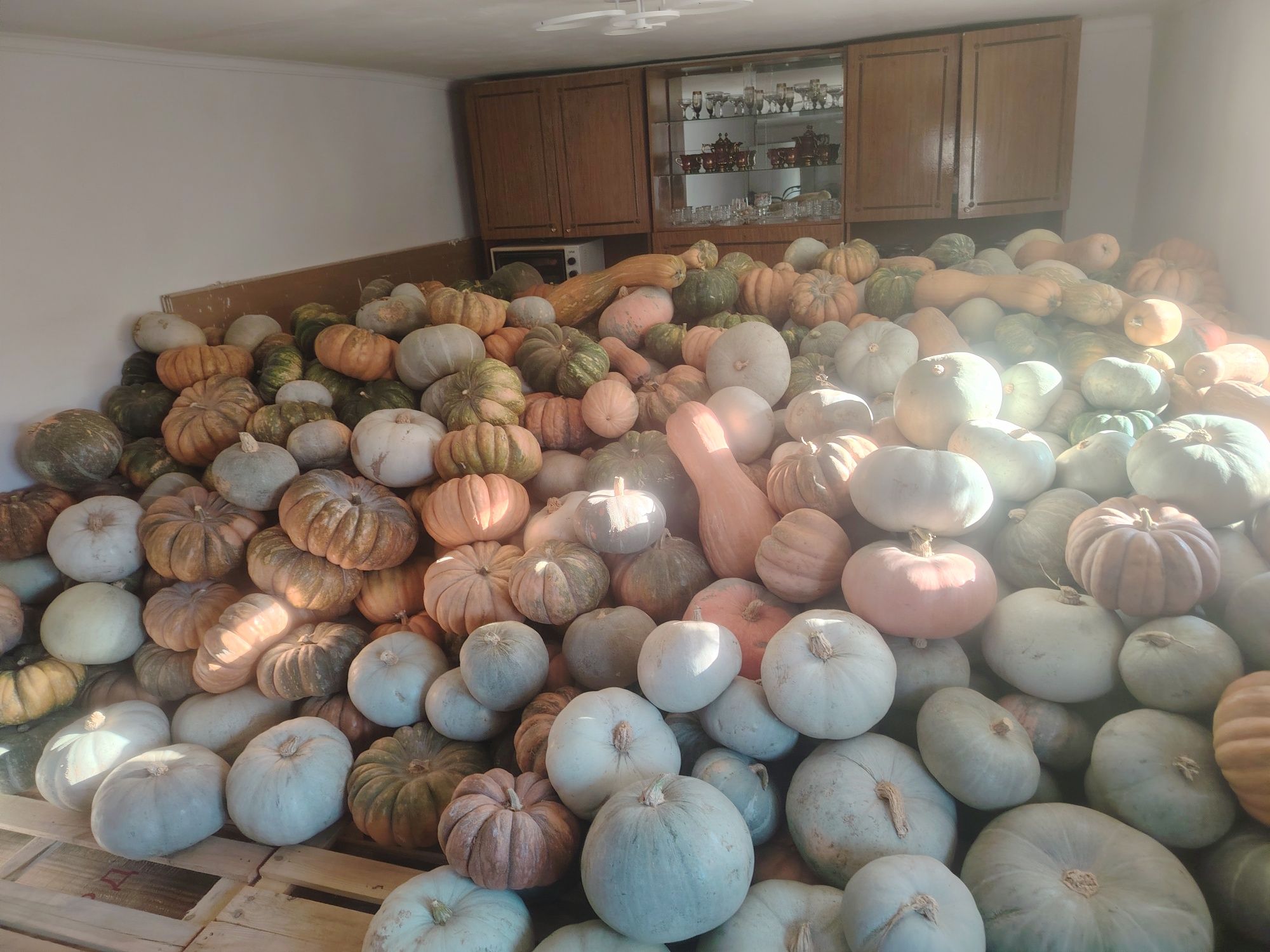 Продам тыква рамашка крошка